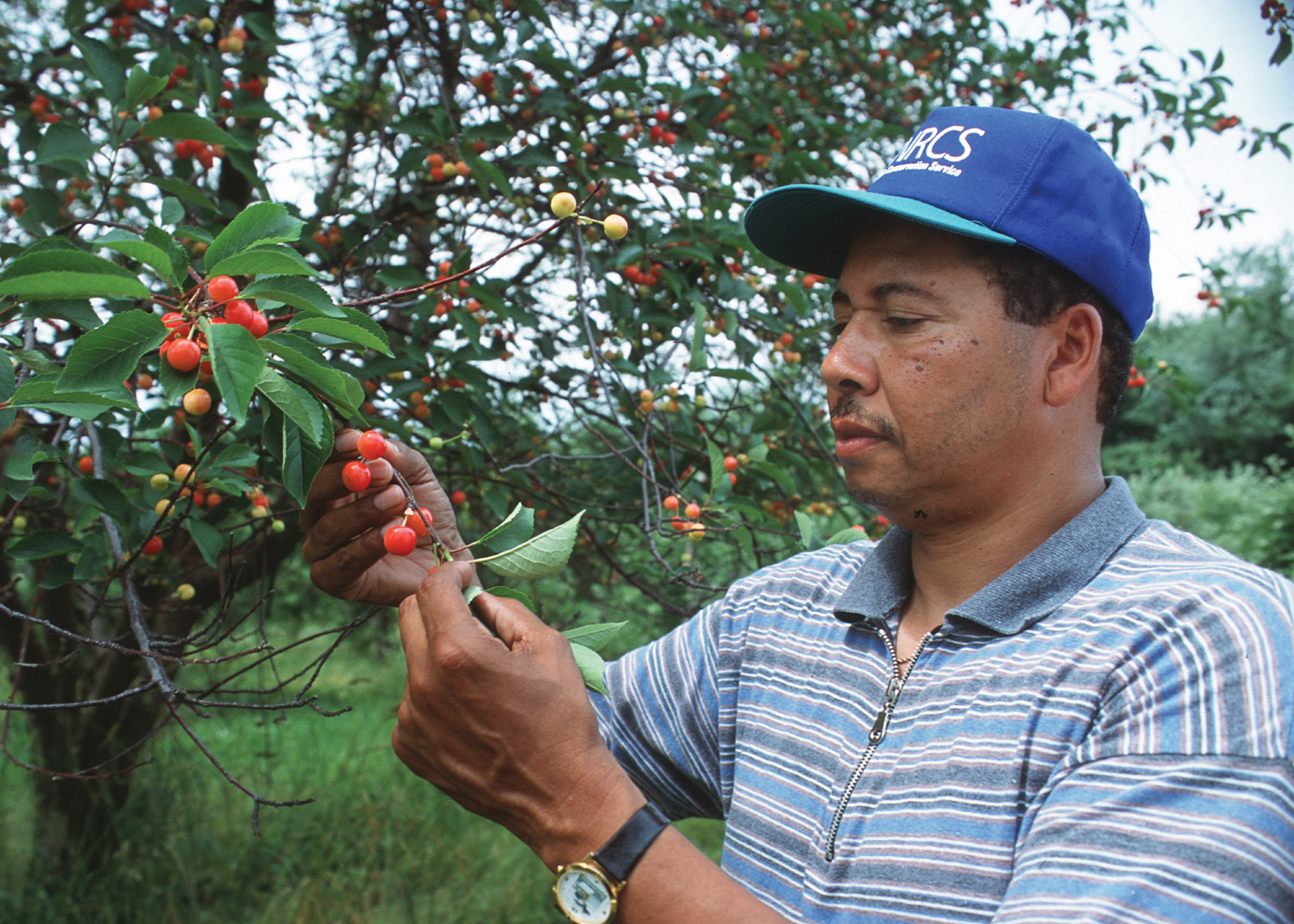 Man examining a cherry crop